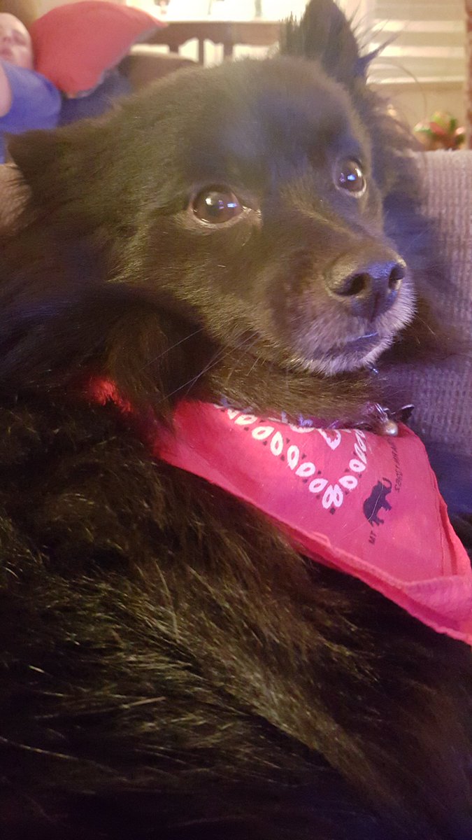 _Marebear's tweet photo. You all haven't seen this face in a while 🐶❤ #CasperBoy https://t.co/Sjhi5KGHzt