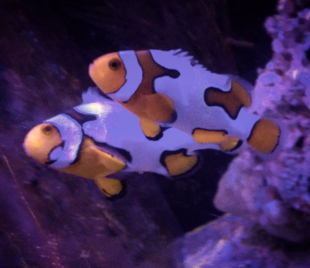 Marks_Fish's tweet photo. Check out this purdy couple!
#clownfish #TropicalLifeSaturdays #markstropicalfish #aquarium https://t.co/YsAZHHUQbf