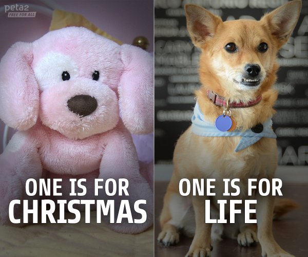 PETAShares's tweet photo. Toys are for #Christmas.

Animals are for life. https://t.co/h1FPcIhiVt