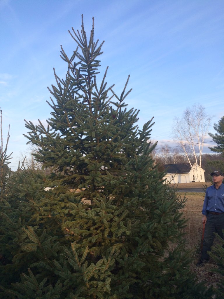 vrunt's tweet photo. #lfcts we're about to lop off the top of this, one of the all-time worst trees https://t.co/FUDIZstMF7