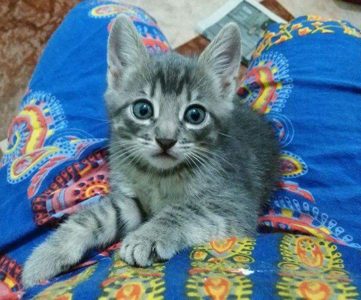 IAHAMORESPERROS's tweet photo. Dani tres meses...necesita familia se la damos?  iah.amores.perros@gmail.com
#adopta #sevilla @Congatos  @Adoptagat https://t.co/vYcd5lRxKe