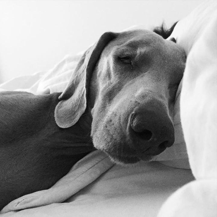 Fellnett's tweet photo. Hundemüde... #Fellnett #dashatersichverdient #pfoetchenreingluecklichsein #hundehandtuch #dogs #pfotenbeutel https://t.co/44hQSVasqU