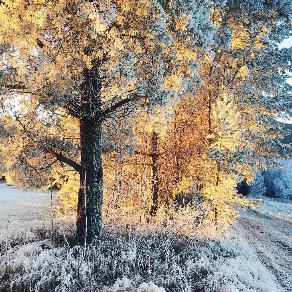limefjord's tweet photo. Like fire in the forest: sunshine at sunset #colorcolourlovers #shineyourlight #lookforthe… https://t.co/ZuevziFb3C https://t.co/lWil6lmPC1