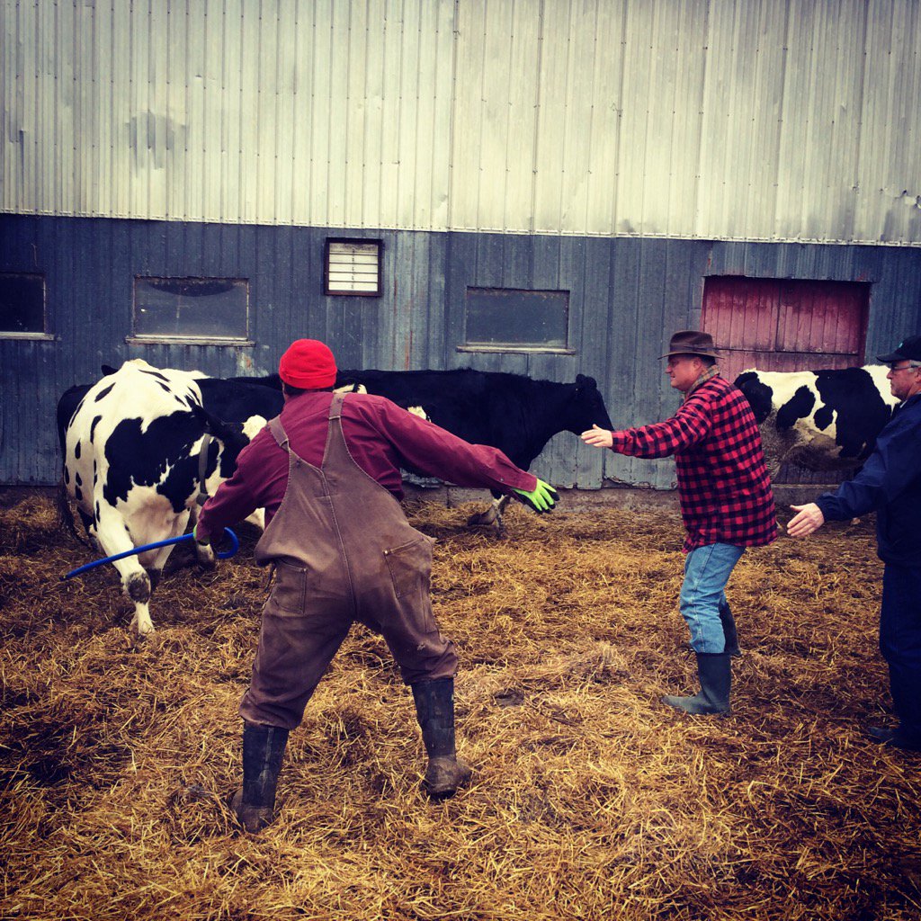 CCVineyards's tweet photo. The great Hillier cattle rustle to Lee's new barn. https://t.co/lRZgbrMaQP