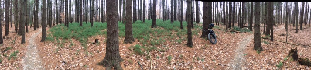 AxelRouleur's tweet photo. New pine tree grove #Royalview @clevemetroparks #TeamGoOutside #AllHailElNino https://t.co/T5o5cXcwDi