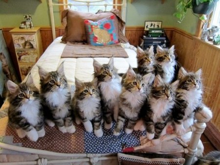 redlinegg's tweet photo. This is how you all look like when you ask us for free #csgo keys! #redline #gg #mepls #Caturday https://t.co/g8AjxEtAWd