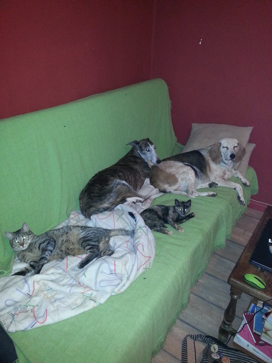 marimarodrigo's tweet photo. Porque sin importar especies, vivimos juntos y somos felices @LaContra @victoramela #SOSBernat https://t.co/f2elmP5QoS