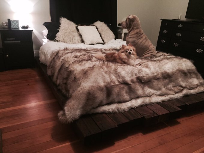 My bed is complete https://t.co/9KzAKxG6NY