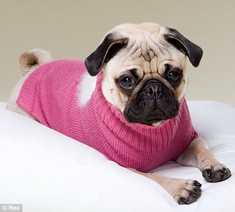 Мопс мода. Мопсик в платье. Мопс в адидасе. Мопс. Мопс в одежде.