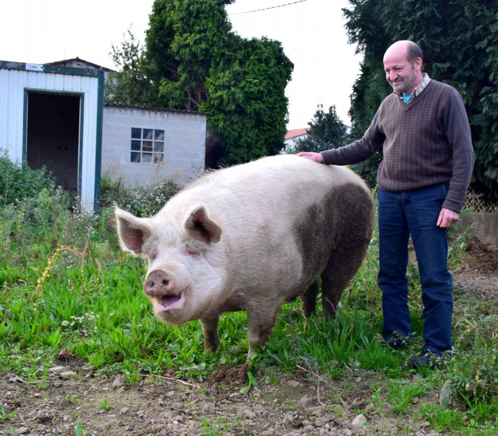 O porco Quinín, a quen lle salvaron a vida fai 7 anos, continúa feliz :) lavozdegalicia.es/noticia/carbal…