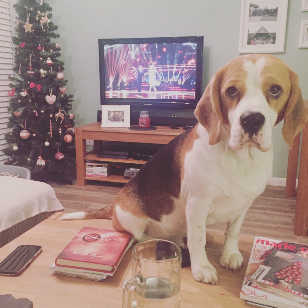 mylothebeagle's tweet photo. A lesson to all beagles - can't get the attention you need? Climb on the table and stare at them. 😂 #dogsontables https://t.co/iG3wPS8ZhU