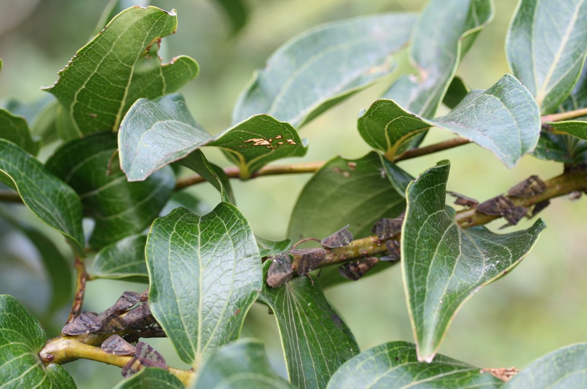 In 2008 #tutin was blamed for poisoning 22 people buyers of comb honey, know the risk!  bit.ly/1Xg5QNS