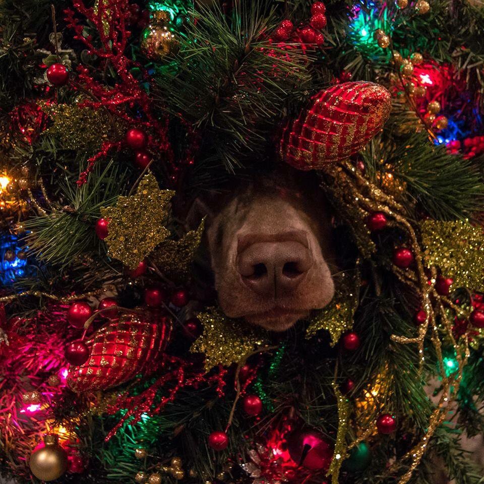 Arrroooooooo if you're Feeling festive.