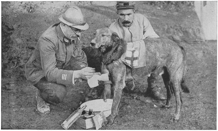 DavidWDoughty's tweet photo. #WorldWar1 #FirstWW #WW1 #FWW #GreatWar A #WorldWarOne #FrenchSoldier with a #FirstAidDog - https://t.co/HHGw96aqhp https://t.co/MnK9DdPrOh