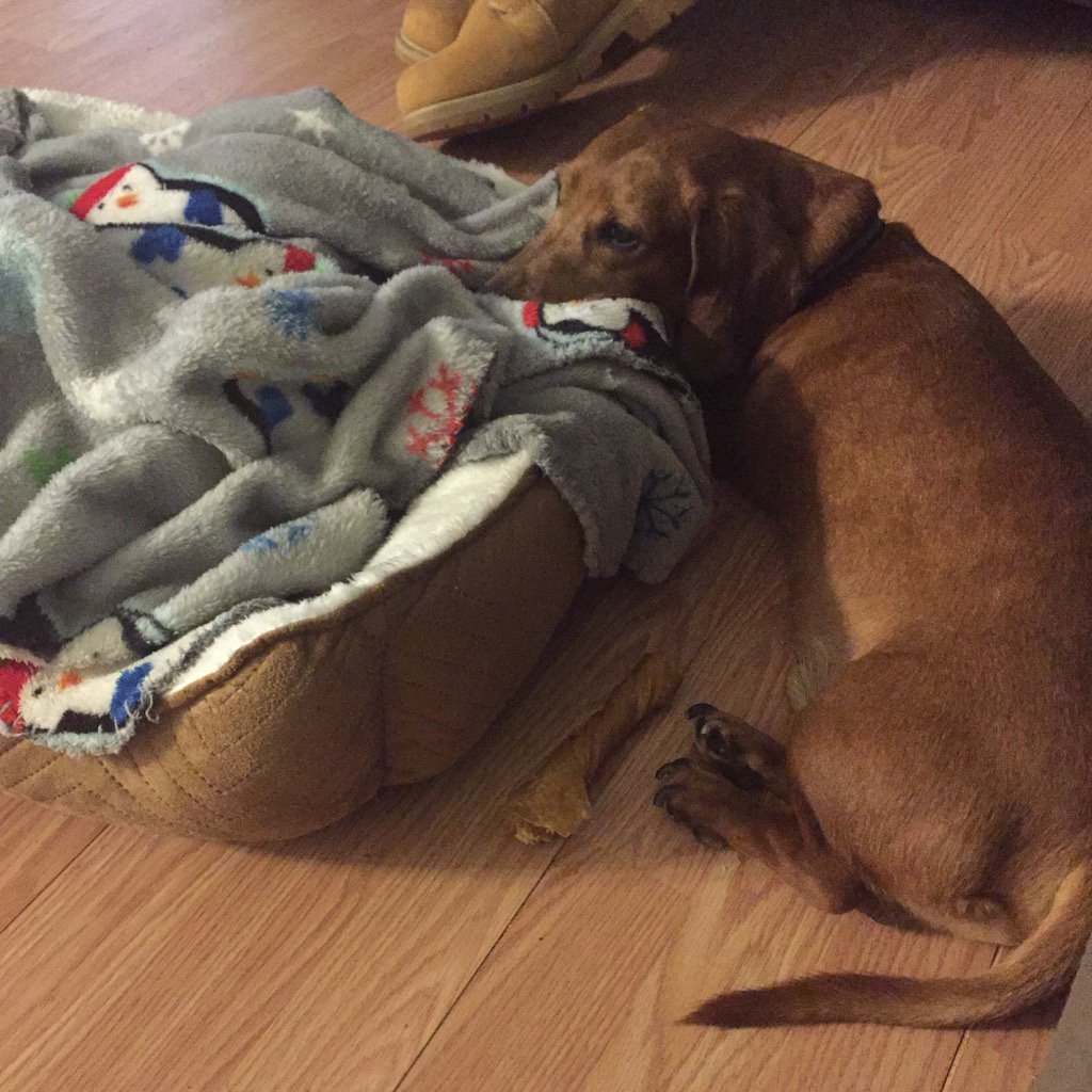 KatZFD's tweet photo. Bought a bed for dog. Didn't go so well... https://t.co/qmIYfJMgUr