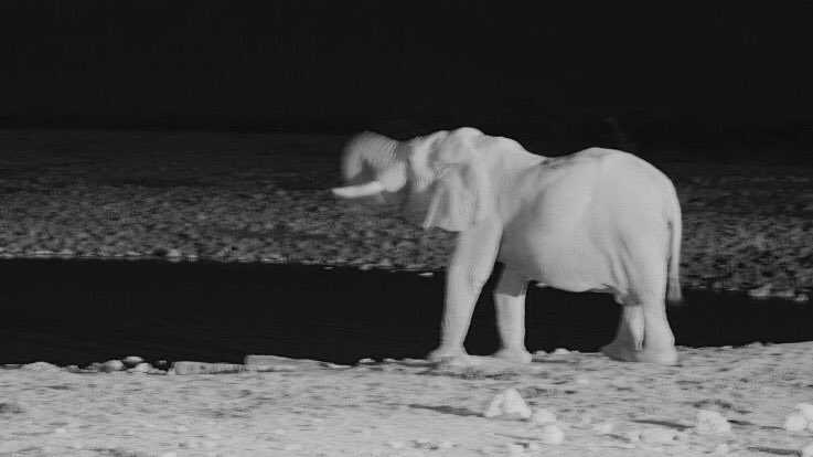LWozJ's tweet photo. Rest of the shots! 🦁🐘🚁 https://t.co/F9VXEJSJ6q