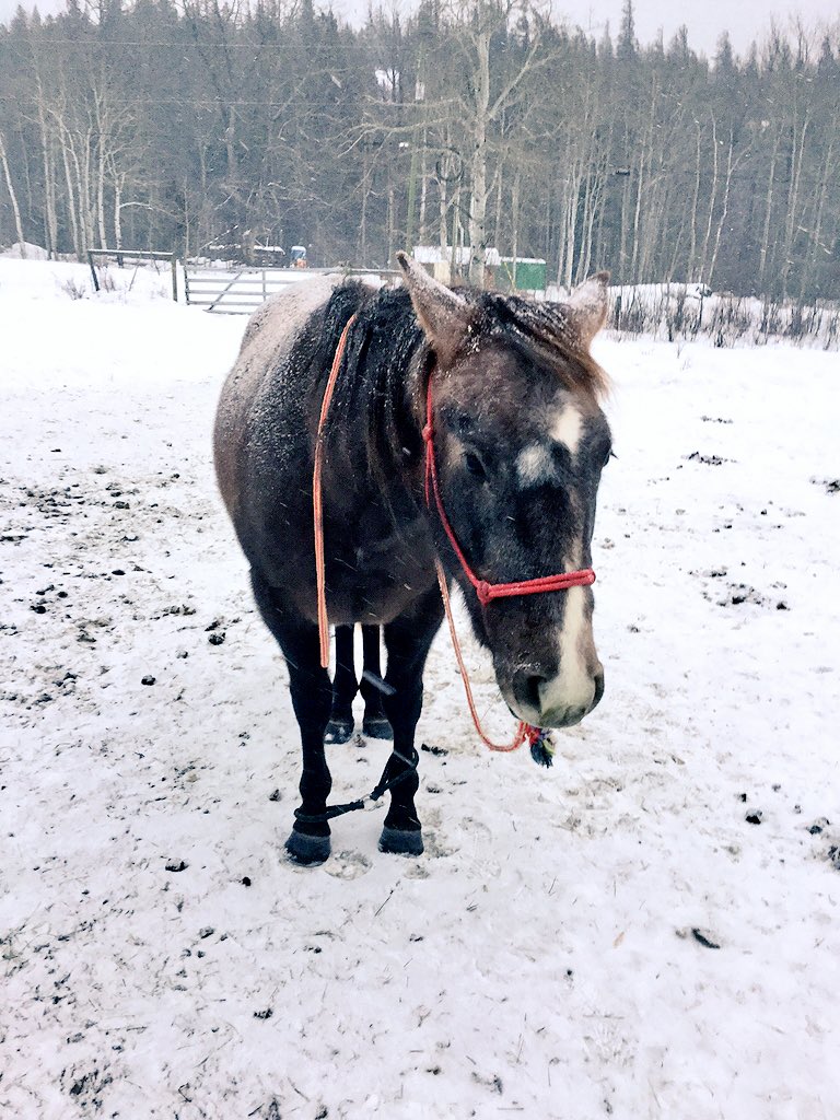 RidinInThePines's tweet image. We started out salty, but at the end, we were soft as melted butter. You can tell by his expressions #hobbled