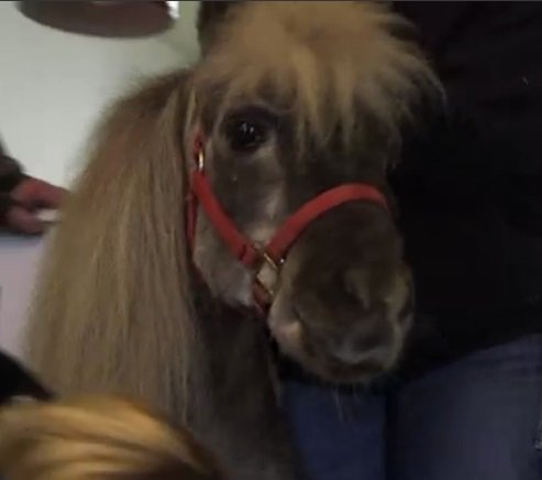 AnimalPlanet's tweet photo. Happy 34th Birthday, Silver! You're looking awfully good! #DrDee https://t.co/8rGsakNvRn