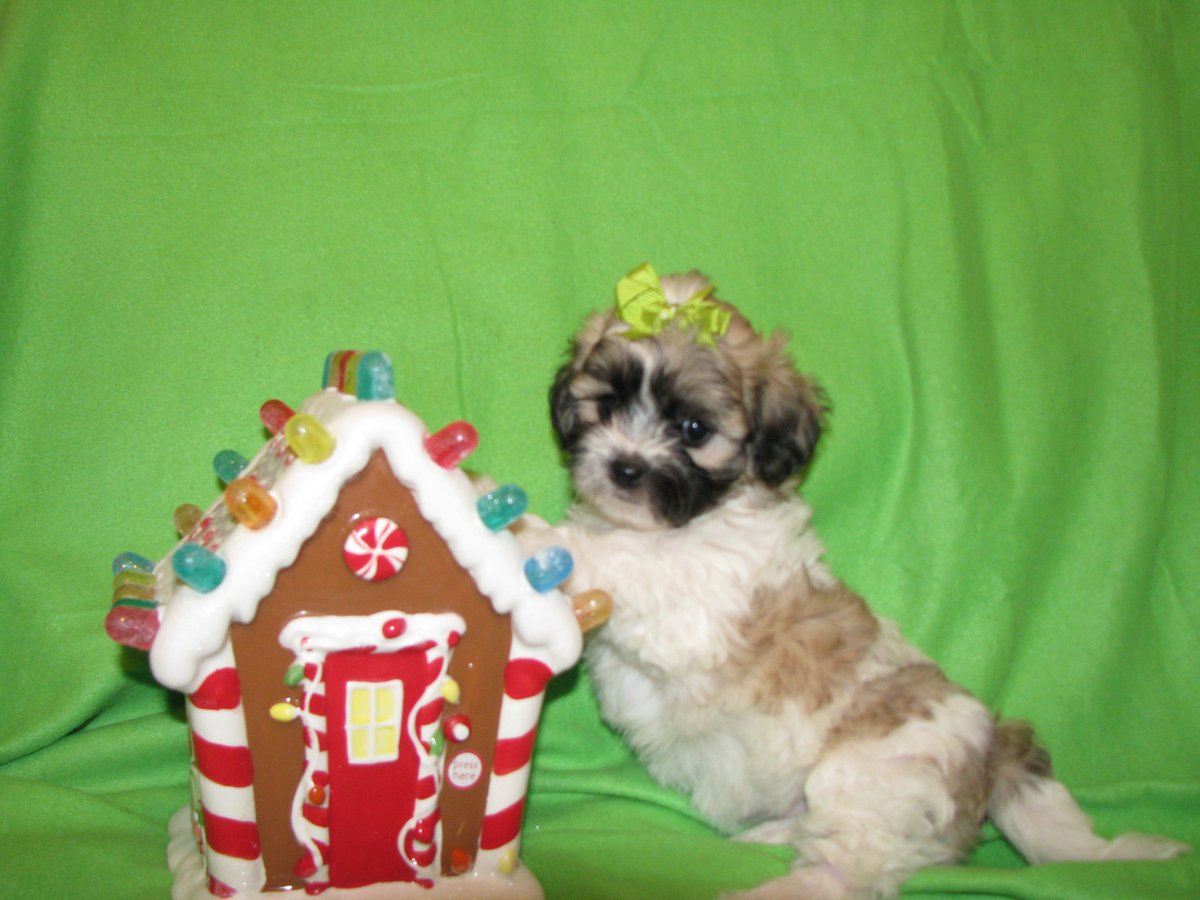 Happy Saturday Puppy Parents and DC Dog LOvers! Stay Dog Blessed DCDogfinders!