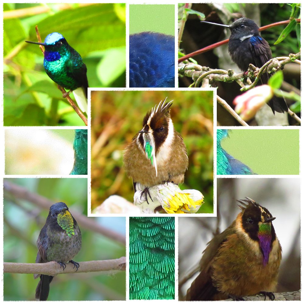 <a href="/IDIGER/">IDIGER</a> <a href="/Bioexpoco/">BioExpo co</a> @AmbienteBogota <a href="/PROPAIS/">PROPAÍS - Colombia</a> <a href="/jardinbotanicob/">jardin botanico b</a> <a href="/petrogustavo/">Gustavo Petro</a> @AmbienteBogota  COLIBRIES COLOMBIANOS