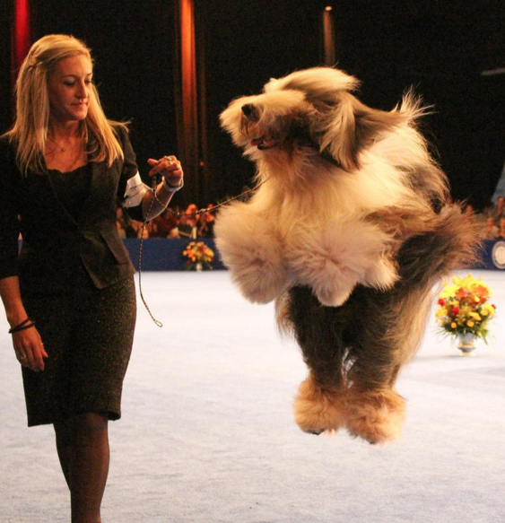Dogtraining33's tweet photo. Dog training includes classes for all levels and ages! 
#traindog #dogtrainer #dogtrainingclasses https://t.co/CIv4sImu2P