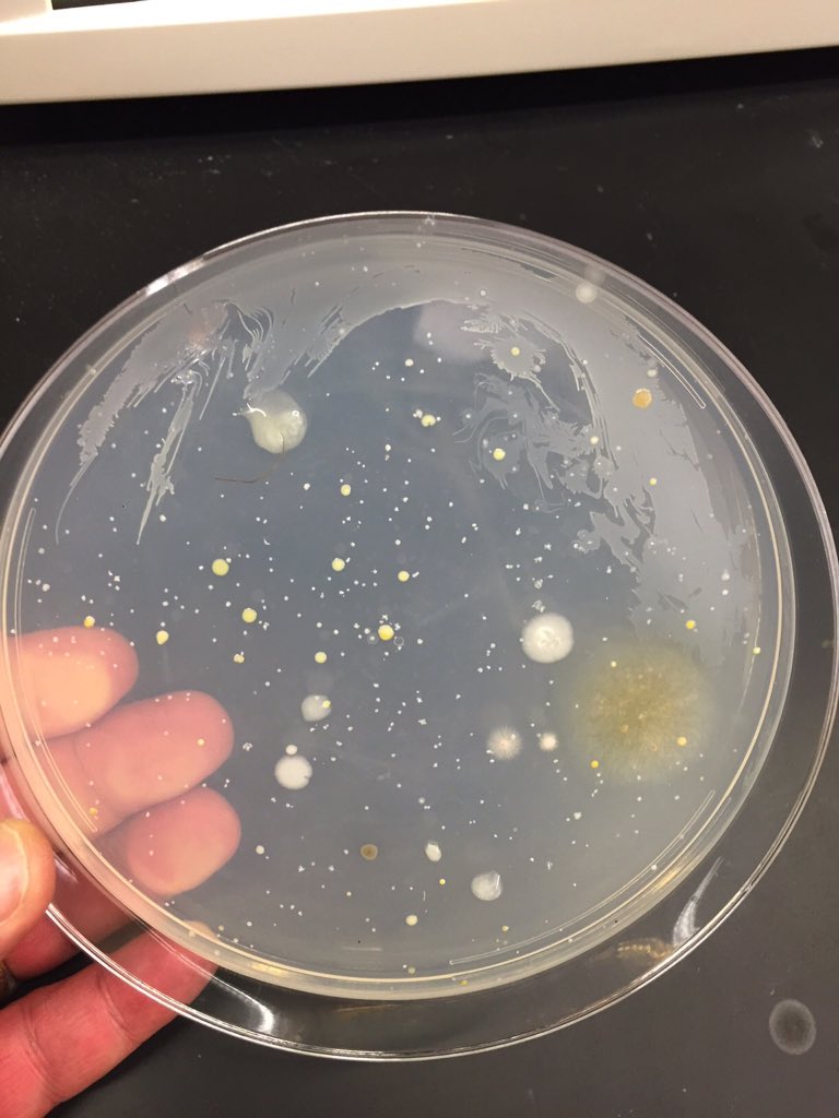 spirosibrian's tweet photo. #Beardome on minimal media plate. Who knew I had so many beard buddies?#bio350 #mbionet #neveralone @markowenmartin https://t.co/w9uB8oNDRr