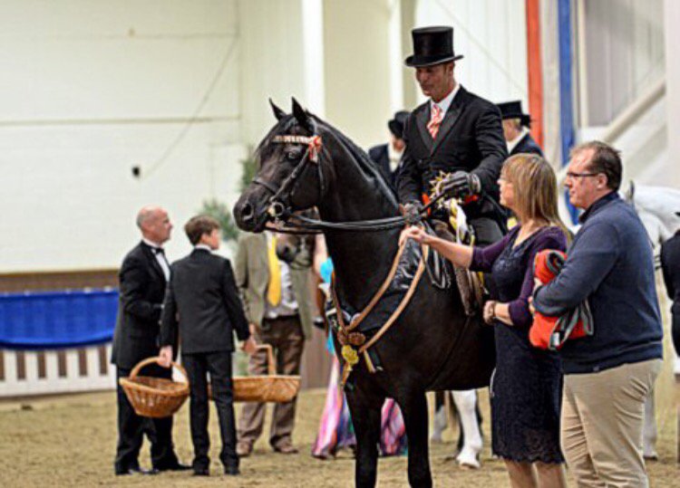 RiddenArabian's tweet photo. A great photo which shows how much sometimes goes on around Show horses in the Ring https://t.co/MZMYm4Hqu0