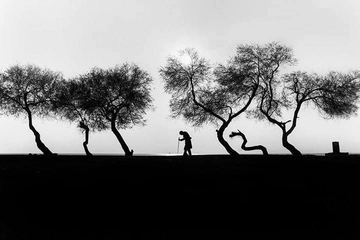 Trees by Caner Başer.
#streetphotography #svp