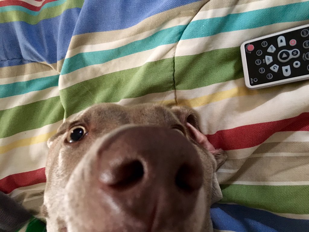 _bins's tweet photo. Crash says hello #L100Festivus @Houndmouth https://t.co/QOGCONhbKX