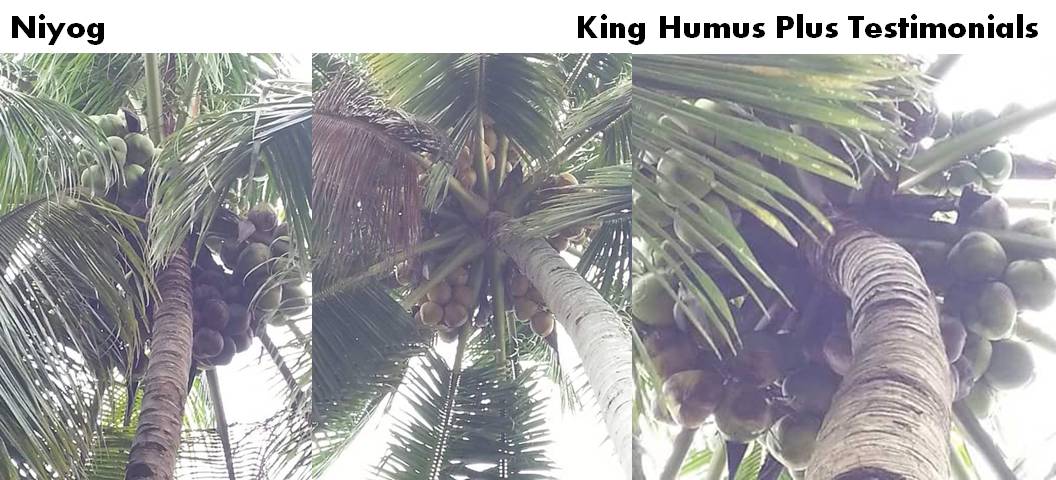 astillerocarol's tweet photo. Niyog na ginamitan ng King Humus Plus...Organic na po tayo! #LetsSupportOrganicAgriculture #KingHumusPlus https://t.co/QWXDM9xZKx