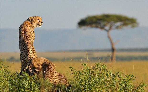 DiazChrisAfrica tweet picture