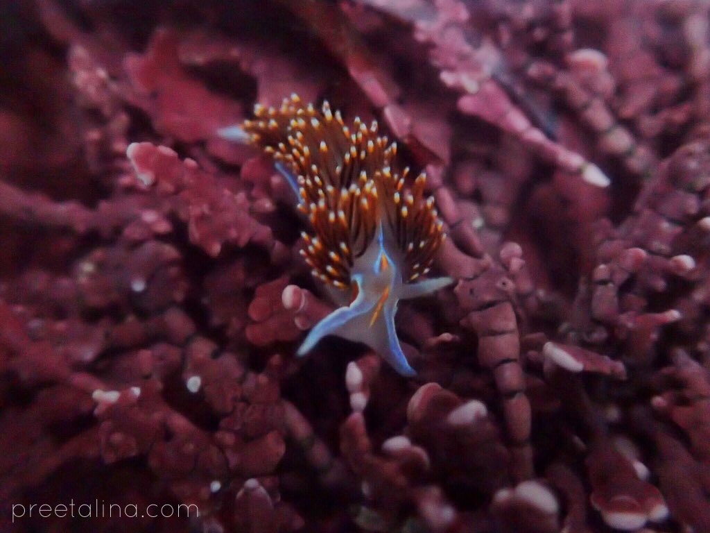 Preeti Desai🌿 tweet media