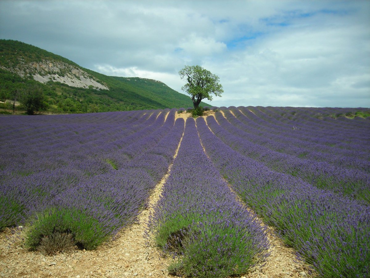 RegalEarth's tweet photo. The Rock Star of the Essential Oils: Lavender Essential Oil -  https://t.co/UEst85PXdN https://t.co/ZMh2S1SaVb