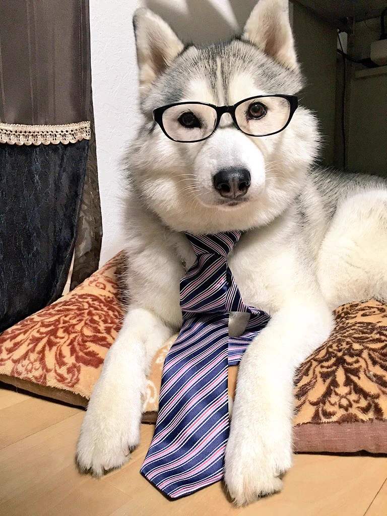 シベリアンハスキーのイケメンすぎる画像がこちらです。