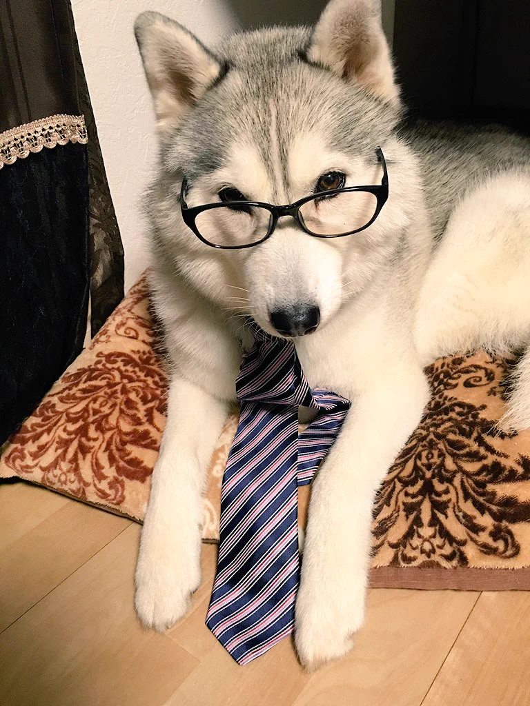 シベリアンハスキーのイケメンすぎる画像がこちらです。