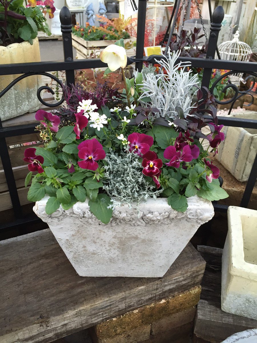 تويتر ジョイフル本田 ガーデンセンター على تويتر ガーデンセンター古河店 茨城県 店長力作シリーズ 新たに アンティークビオラ という品種が入荷したので 寄せ植えを作りました 名前に合わせてアンティークな雰囲気にしております T Co Rdsaaxth8x