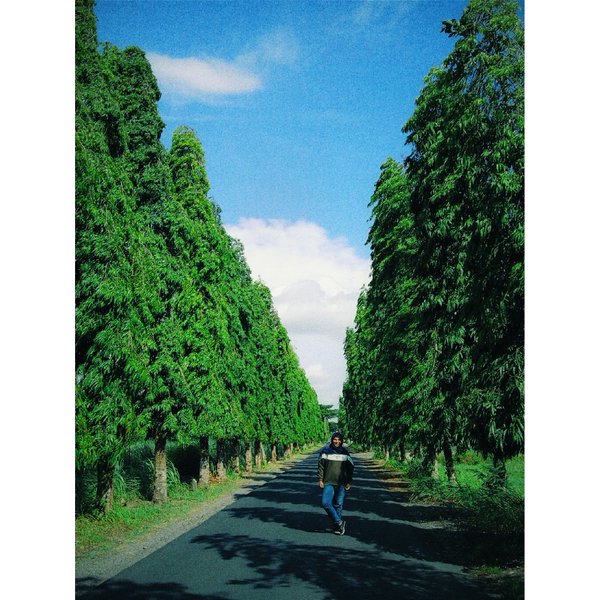 Jalan ganjuran, City Bantul👄 #jogja #bantul #green #nature pic by @_ArumWuland