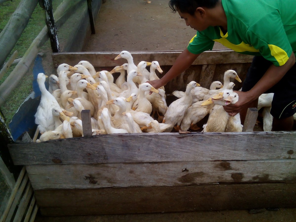 ayo d pilih yang mana mau di potong..