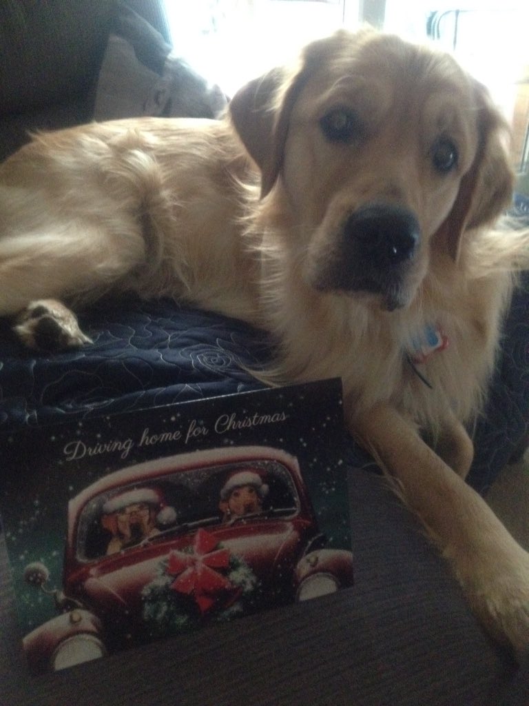 Methimonasunday's tweet photo. Blue gets his own special Xmas card! #puppy #dogs #dogsxmas #girlsbestfriend #pupplove #doglover #ilovemydog #love https://t.co/YSaddJ0iUX