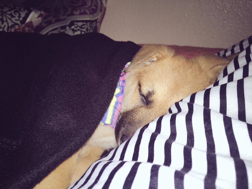 DropItLoGirll's tweet photo. Sweet dreams lex 😴🐶💖💖 https://t.co/xdc0S47ktQ