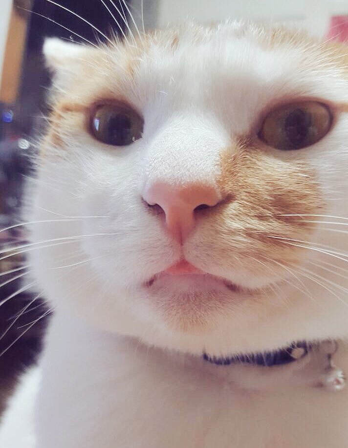 首なし猫