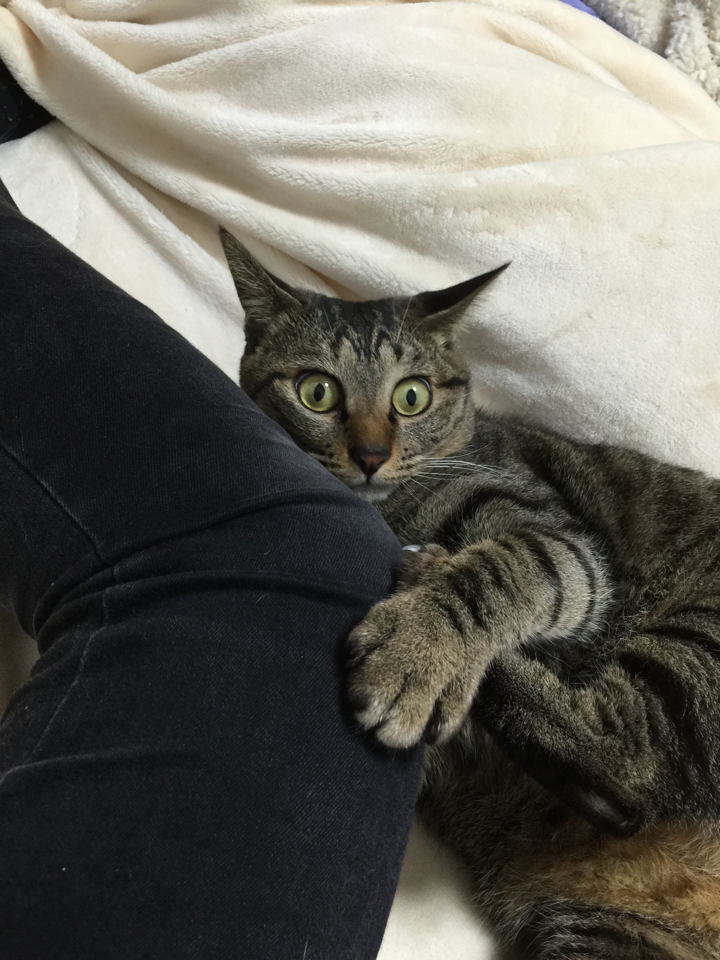 うちの猫様が一番可愛い
