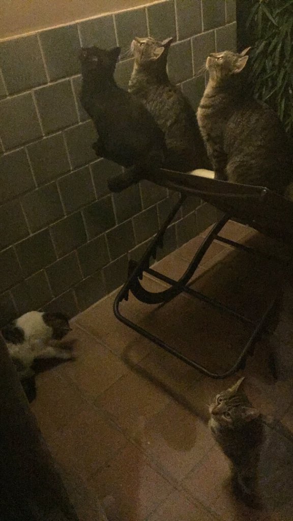 LinnThereseee's tweet photo. Når man gir katter mat i syden https://t.co/2KJTLk6uCE