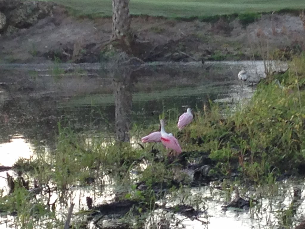 Quite the collection of birds on #7 Bobcat. Roseate Spoonbill, Ibis, White Pelican and Woodstork(off camera)