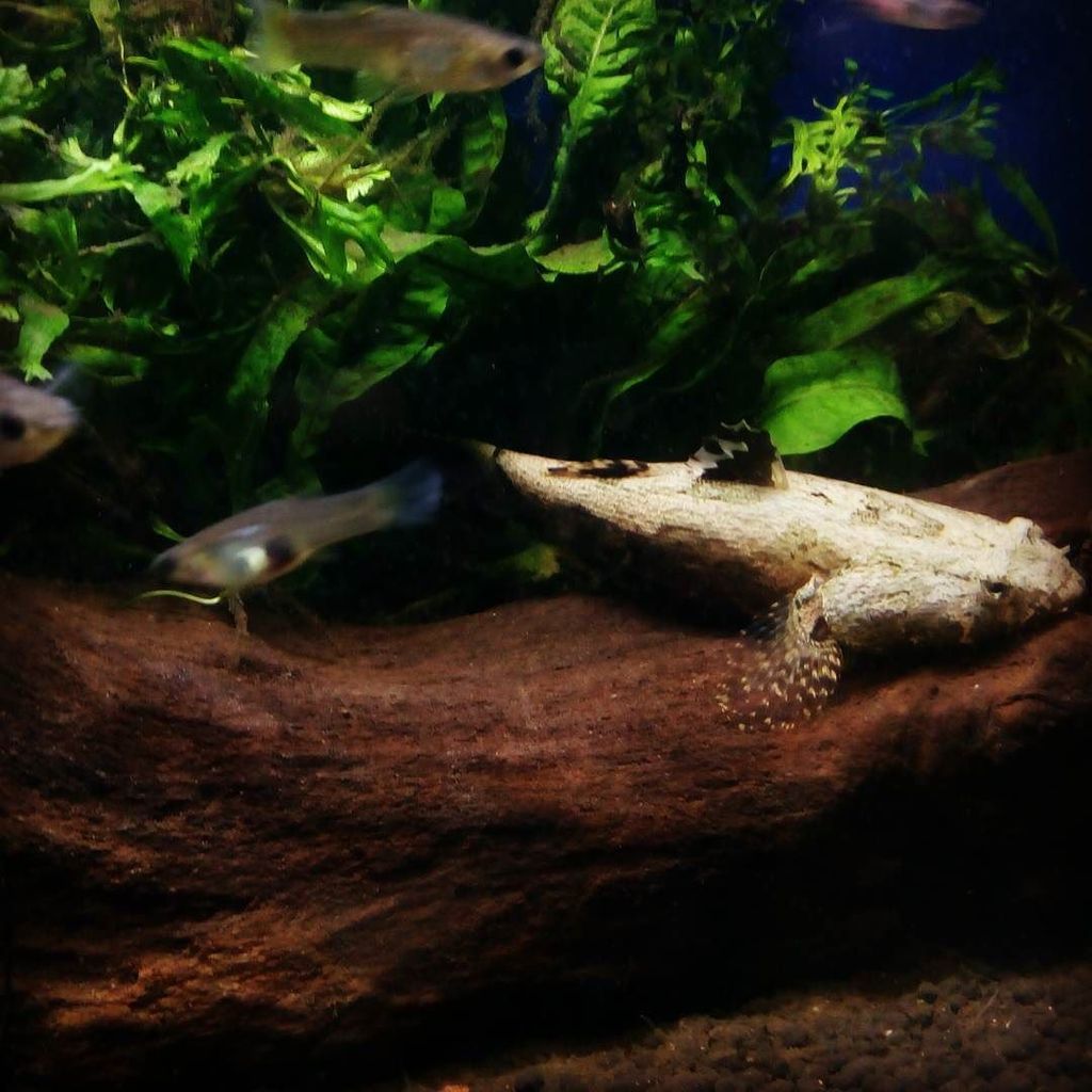 Akvaristan's tweet photo. #akvaristan #aquarium #akvaryum #aquarien Marble sleeper turns to white... #marblegoby #aquaplant #aquascape  #fres… https://t.co/rRQI5jxLp1