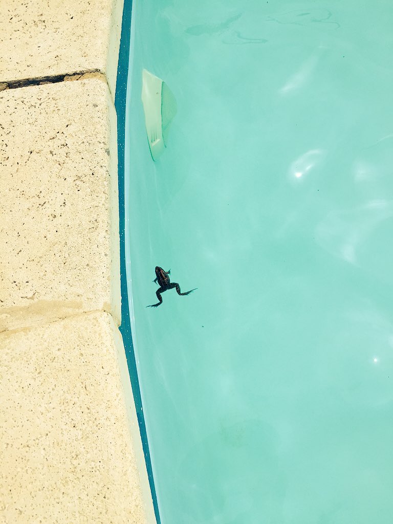 tindrafrost's tweet photo. 6 cheeky #frogs have joined me for a swim. They better be paying for their stay! #Uruguay #cabin #backpackerproblem https://t.co/SoXJdzFgN8