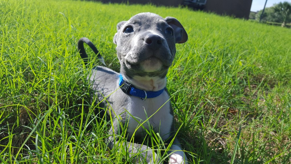 Pit Bulls (@BestOfPitbulls) / Posts / X