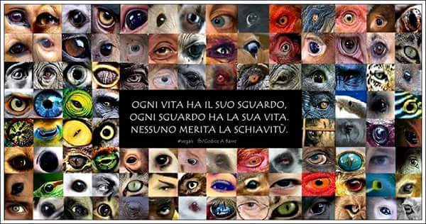 ScimmiaSapiens's tweet photo. #animals #eyes #antispeciesm #govegan https://t.co/dS0ii2RV8d