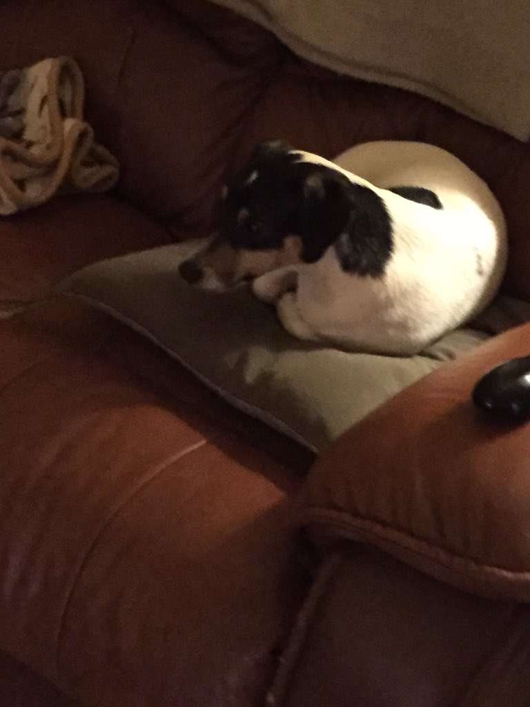 Scampton2014's tweet photo. Been out walking for miles today, now watching Pogdogs and waiting for 'my' roast lamb yummy 🐶😀 https://t.co/9bDeAlisvm
