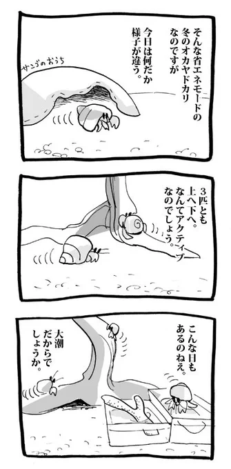 今日のオカヤドカリ2 